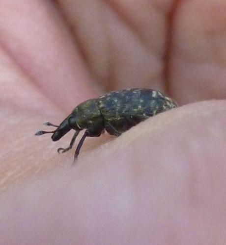 Larinus turbinatus